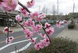 2021早春、名古屋市農業センターの枝垂れ梅(1/7)：街路樹の枝垂れ梅、緑咢枝垂れ