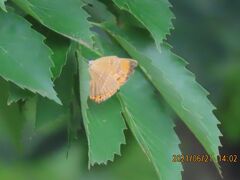 2021森のさんぽ道で見られた蝶(28)アカシジミ、ウラナミアカシジミ、ツバメシジミ、ルリシジミ等