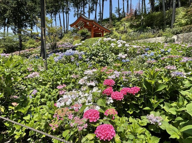 三室戸寺の紫陽花のテレビを見て行こうと思いつきました。<br />せっかくなので、近江八幡にも足を延ばしました。