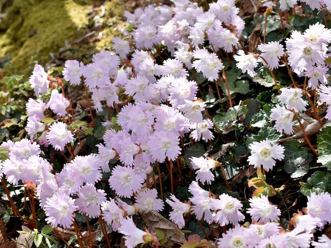 イワウチワ 春先にピンクの花を咲かせる山野草。<br />日本固有種で葉っぱが丸く団扇に形が似ているからの和名だとか。<br /><br />過去2回 栃木県の 富山舟戸いわうちわ群生地へ見物に出かけております。<br />そんなイワウチワ群生地が 茨城県内にもあると知り、<br />出かけてみました。<br /><br />自生のイワウチワは美しく咲きまくっていましたが、<br />群生地は山の中 細尾根の急坂に咲いている為<br />気軽に観光気分で行くのはちょっと危険な場所である事は書き加えておきます。<br />