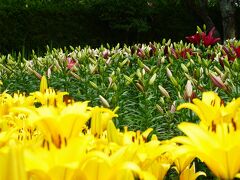 ユリと紫陽花　('2021/06 兵庫県篠山)