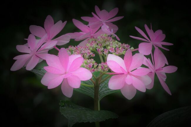 千葉県の東葛地区というと結構広い地域なのですが、この辺りで紫陽花寺として知られる松戸市の本土寺は、車で10足らずの場所にあります。この地に引越して来て37年経ちますが、まだ2度しか行っていないものの、今年はコロナで遠くへの旅行が出来ないので、丁度雨が降り、多分空いているだろうし紫陽花を見るには良い天気だと思い、一人で出かけました。<br />お寺の謂れを記すのは省略して、お花の写真を中心にしました。<br />お花は、実物よりもその花の特徴を引き出すと写真の方がずっと美しいことがあります。幾つかの写真は私でもきれいだなと思っていますが、FBに何枚か載せたところ海外からも沢山のコメントを頂きました。紫陽花は、今やその種類が2000以上と言われますが、19世紀にシーボルトがその美しさに魅了されて、自分の奥方の名前を学名にしたりして、ヨーロッパに持ち帰り、その後大いに普及したのだそうです。挿し木が容易なので、我が家の庭にあちこち挿して置いたら、今や2メートルを超えるものまで出て来ました。生命力の強い生物は醜いものがいますが、紫陽花は生命力と美しさを兼ね備えているなあと感心します。<br />前置きが長くなりましたが、ご覧頂けると嬉しいです。なお、写真はソフトで少しいじっていますが、コントラスト、シャープネス、ハイライト、背景（暗くしたものがあります）だけで大きなタッチはしていません。柔らかく見える写真はコントラストを落とし、シャープネスを弱めてあります。