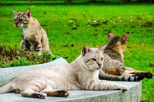 やっとオープンしたルンピニ公園を散歩