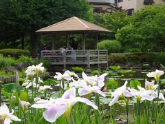 花菖蒲めぐり２０２１　横浜馬場花木園、都立水元公園、横浜四季の森公園(他の花も）