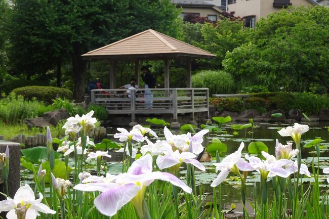 今年の花は早く、花菖蒲も5月から咲き始めた。。<br /><br />馬場花木園は、毎日の散歩コース。アヤメ、カキツバタに続いて花菖蒲が咲いてきた。花菖蒲は年々増えてきている。<br /><br />水元公園では、広大な敷地に約100品種14,000株もの花菖蒲が咲く。<br /><br />四季の森公園のしょうぶ園には、約120種4500株の花菖蒲が咲くが、今年は咲き始めが早く出遅れてしまって残念。<br />花菖蒲以外の花も掲載。<br /><br />（写真は馬場花木園）<br />