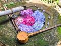 長岡京・向日の旅行記