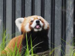 久しぶりに☆再開された上野動物園へ！