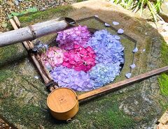 初夏の京都でアジサイ巡り！【2】柳谷観音楊谷寺と藤森神社編