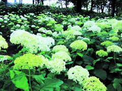 ２０２１年６月、紫陽花の神戸市立森林植物園へ！