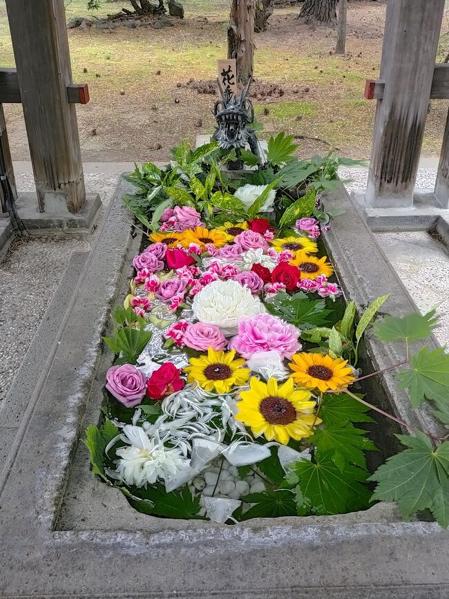平日休み。暇だ。<br />小樽でも歩いてこようと思ったけど、いきなり雨。家でボーッとしてるうちに昼過ぎに。<br /><br />藤棚見たいと思ってたけど、先週くらいで終わったらしい。<br /><br />自転車で運動がてら、花手水でも見てこようか。<br />熊やら鹿やら出没して大騒ぎの札幌からお伝えしまーす。