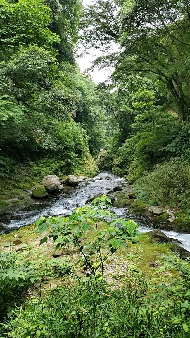 九州を一人旅<br />レンタカー借りていろんな場所をめぐりました<br />1日目　福岡泊<br />2日目　福岡-阿蘇-高千穂-五ヶ瀬<br />3日目　五ヶ瀬-青島-別府<br />4日目　別府-佐賀関-宇佐神宮-福岡<br />