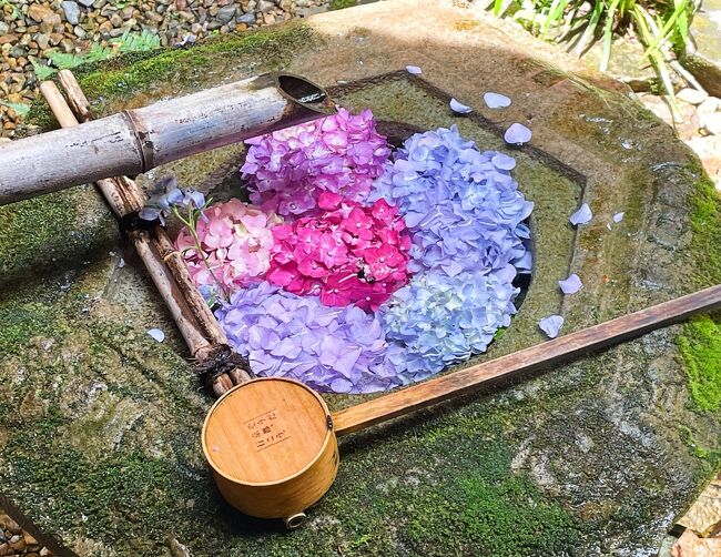 初夏の京都でアジサイ巡り！【2】柳谷観音楊谷寺と藤森神社編