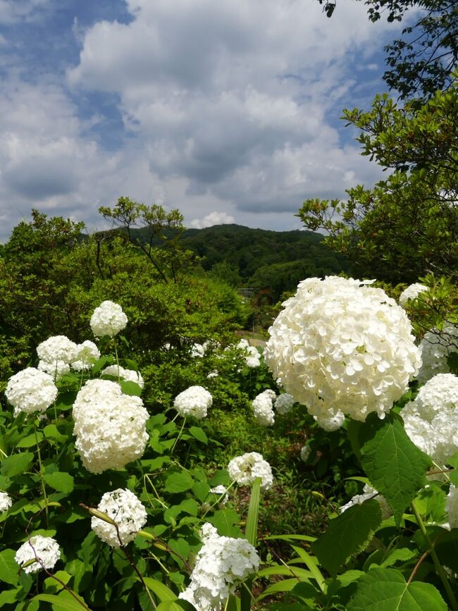 「あしかがフラワーパーク」のアジサイ_2021_見頃継続中です（栃木県・足利市）