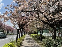 江戸桜は色とりどり