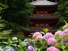 20210625-1 加茂 岩船寺の紫陽花が見頃で、三重塔とか池とかにも映えて