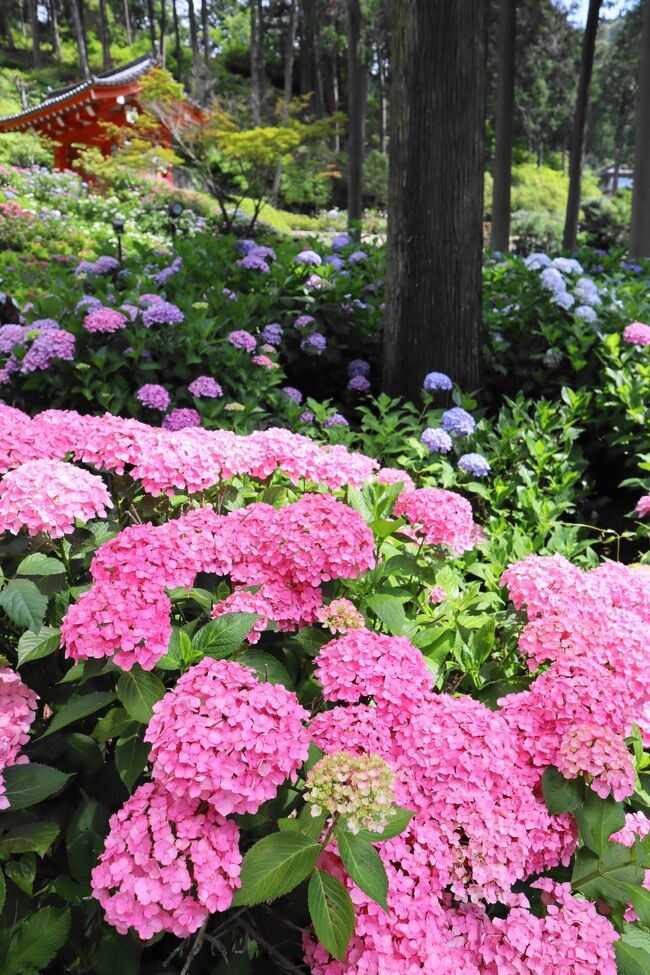 宇治にある三室戸寺は西国三十三所10番札所、紫陽花で有名な”花の寺”でもあります。<br />6月中旬～下旬に見ごろを迎え、約50種・約10000株の紫陽花が境内に咲き誇ります。<br />色鮮やかな紫陽花が杉木立の間に咲く様は、絵画を見ているかのように綺麗でした。<br />　