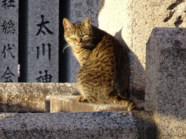 六国史の旅　厩戸皇子2　八尾－青春