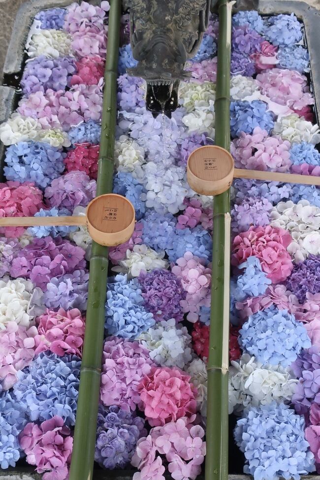 柳谷観音あじさいウイーク2021<br />紫陽花を見に行きました。境内に京都最大規模の約5,000株のあじさいが咲いています。とてもきれいでした。手水舎の“花手水”がとてもよいです！！！平日にもかかわらず意外とたくさんの人が訪れていました。<br />第２駐車場だけ無料です。そんなに遠くなくおすすめです。<br />車で子連れ（４歳と２歳）<br /><br />柳谷観音 楊谷寺HP<br />https://yanagidani.jp/<br /><br />柳谷観音あじさいウイーク2021<br />・開催期間　6/6(日)～7/4(日)<br />・時間　開門9：00~閉門16：00　※16時まで入山可能<br />・拝観料　大学生以上：700円　高校生：500円　小中学生：無料<br />・上書院・寺宝庫拝観料　800円<br /><br />駐車場<br />・山門前駐車場　約１５台(6月中・11月は１台500円)<br />・第１駐車場・・・・・約１５台(6月中・11月は１台500円)<br />・第２駐車場・・・・・約３０台(無料)<br />・第３駐車場・・・・・約１５台(6月中・11月は１台500円)<br />