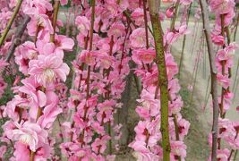 2021早春、名古屋市農業センターの枝垂れ梅(5/7)：竹林、コクマザサ、馬酔木、給水塔