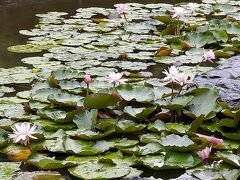 ディスカバリー近所　尼崎のアジサイの名所！元浜緑地を傘さして｀ヽ、个o(^-^)｀ヽ、｀ヽ、