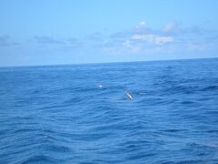 おが丸で父島、母島へ　　Ogasawara Islands in Tokyo