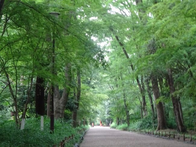 約45年前の私の旅の原点である京都の旅・第3回目です。(阪急阪神電車の株主優待券を使い、第二の故郷・関西より訪れます)今回も第1回目と同じで寺院等の拝観はせず、ただ歩き回ります。<br />今回は洛北を中心に回ります。四条河原町(バス)上賀茂神社(バス)今宮神社 大徳寺(バス)平野神社 北野天満宮 大報恩寺(バス)清明神社 西陣織会館 昼食(バス)下鴨神社(バス)一乗寺下リ松 八大神社 詩仙堂 金福寺(バス)四条河原町に戻り阪急電車で帰ります。本当に人の居ない京都を楽しみました。<br />{経費}バス一日券600円 昼食850円のみです。<br />{旅程}<br />①2021年7月2日(金)<br />1)関西6:00(阪急)6:28十三6:33(阪急)7:15河原町<br />四条河原町7:20(市バス4 )8:06上賀茂神社前に着きます。 <br />2)(上賀茂神社)678年造営で神話の時代より続く古社 賀茂別雷神社 世界遺産の構成資産 「葵祭」を行う)(一・二の鳥居 神馬舎 立砂 渉渓園 細殿 玉ノ橋 長寿橋 花手水 楼門 中門 御手洗川 本殿 幣殿と参拝し、<br />上賀茂神社前8:45(市バス46)8:57今宮神社前に着き、<br />3)(今宮神社)994年疫神を祀る神社 桂昌院(綱吉の生母)と関係があり「玉の輿」が生まれる。 楼門 花手水 拝殿 本殿と参拝し、歩いて<br />4)(大徳寺)(1315年建立20の塔頭)(本殿 法堂 仏殿(釈迦如来像) 三門 勅使門 総門) 総見院 大仙院 興臨院 千体地蔵 龍源院 黄梅園等塔頭を見、<br />大徳寺前10:01(市バス204 205)10:11衣笠校前に着きます。<br />5)(平野神社)(平安遷都の際、奈良よりの古社 桜の名所 鳥居 魁桜 御神木(大楠) スエヒロガネ餅鉄 拝殿 本殿を参拝し、歩いて<br />6)(北野天満宮)(菅原道真公を祀る 梅の名所 北門 御后三柱 三光門 本社 紅和魂梅 茅の輪 絵馬所 楼門 梅苑 北野桜(新種) 神楽殿 東門より歩いて、<br />7)(千本釈迦堂大報恩寺)鎌倉時代1227年真言宗智山派 本堂(創建当時で京都最古の木造建築物 国宝) 阿亀桜 オカメ塚 霊宝館 太子堂と参拝し、<br />上七軒11:17(市バス203)11:24堀川今出川に行きます。<br />8)(晴明神社)平安時代の陰陽師安倍晴明を祀る神社 五芒星 一条戻橋 桔梗庵 千利休屋敷跡 四神門 本殿 晴明井 御神木 晴明像 厄除桃と参拝。近くの<br />9)(西陣織会館で西陣織施設見学) 堀川今出川交差点の近くで昼食。 <br />10)(昼食)「桔梗屋」(12:00-12:40)豚生姜焼定食850円を戴き、<br />堀川今出川12:41(市バス59 201 203)河原町今出川(市バス4)12:57下賀茂神社前に着き、<br />11)(下賀茂神社)豪族賀茂氏が五穀豊穣の神として創建「葵祭」舞台 <br />中門 (東・西)本殿(国宝) 言社 御手洗池社・川 橋殿 舞殿 供御所 楼門 剣ノ間 相生社(連理の賢木) 祭祀遺構 糺の森 河合神社(本殿 方丈の庵)と森を歩き、<br />新葵橋14:17(市バス205 4)14:23河原町今出川14:26(市バス17 102 203)14:34銀閣寺前14:42(市バス5)14:52修学院離宮道とバスを乗継、<br />12)一乗寺下り松(宮本武蔵と吉岡一門の決闘) 八大神社参道鳥居と歩き、<br />13)八大神社(宮本武蔵像(悟りを開く) 松の枯れ木 社殿 常盤稲荷神社)を参拝し、周囲の寺院を見ます。不動明王 詩仙堂(石川丈山ノ山荘跡) 圓光寺(家康が開いた洛陽学校) 称名寺 本願寺北山別院 金福寺(864年安恵僧都創建 芭蕉庵 与謝野蕪村の墓)と周り、<br />一乗寺下り松15:45(市バス5)16:20四条河原町16:30(阪急)十三(阪急)関西と戻ります。(夕食は自宅で取りました。) <br /><br /><br /><br /><br />