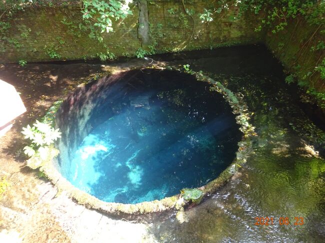 　毎年恒例の、この時期に余禄として旅をしていますが、今年も静岡県と長野県の旅をしましたので記録に留める為にアップしていきます。<br />　予想された天気予報も梅雨時特有の雨模様の天気でしたが、お陰で青空の見える天気に恵まれ傘を必要としない三日間を送る事が出来ました。<br />　静岡県では、長泉町・沼津市を中心とした観光で特に富士山の伏流水で有名な柿田川の湧水を久しぶりに見学する事が出来ました。又時間が無くては如何は出来ませんでしたが、沼津の御用邸にも足を運び外観周りを散策してきました。<br />　翌日は連れ合いの楽しみにしています、クレマチスの丘にも立ち寄り癒されて長野に向かいました。