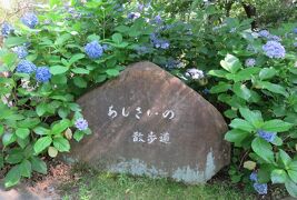 2021初夏、鶴舞公園のあじさい散歩道(4/5)：西洋アジサイ、額アジサイ、散歩道の石標