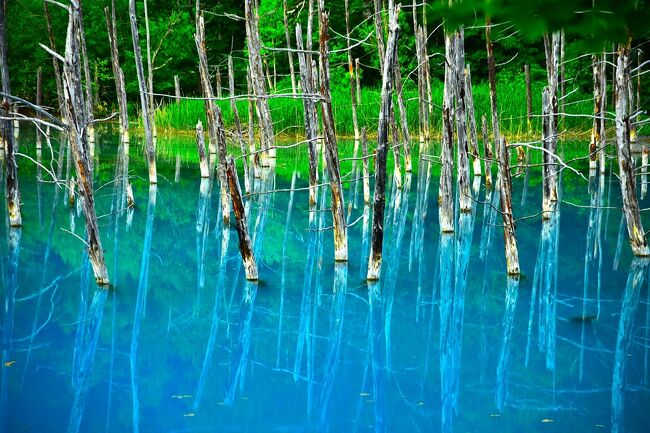 旬の北海道漫遊記 その２　富良野ラベンダー畑から美瑛青い池へ