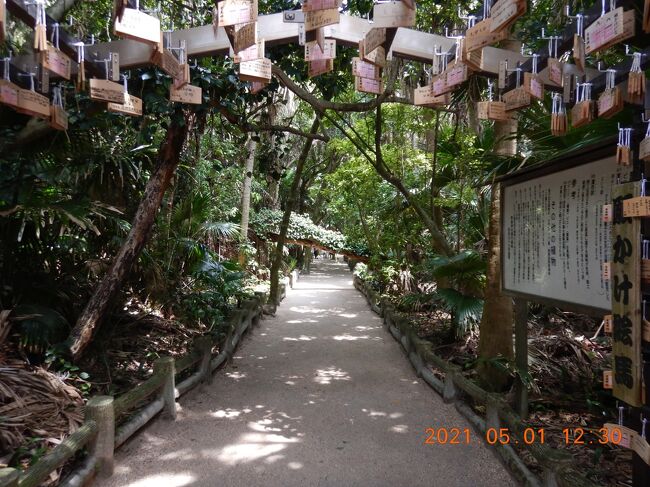 本物のモアイに会って、次は青島神社に立ち寄り・・・<br />宮崎の定番観光スポットと言われていて、島全体が境内とも言われる青島の中央に社があり、本殿までは島にかかる弥生橋を渡って行きます！！<br />絵馬で出来たトンネル「祈りの古道」を通った先にはビロウ樹に囲まれた元宮があり、弥生時代頃から祭祀が行われていたと伝えられていて、そこまで行ってみました！！<br />ここは、中学校の修学旅行で一度来たことがあり、ん十年前のことなのでほとんど記憶がありませんが、「鬼の洗濯板」は記憶にありました！！<br /><br /><br />旅程<br />05/01<br />○霧島観光ホテル⇒サンメッセ日南⇒<br />●道の駅「フェニックス」⇒青島神社⇒<br />○道の駅「よっちみろ屋」⇒道の駅「青雲橋」⇒道の駅「高千穂」<br />　⇒阿蘇リゾート グランヴィリオホテル