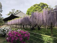 雅な香りに誘われて/宇治平等院