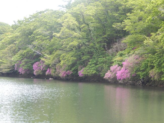 　天城山も楽しみにしていましたが、余りにも宿泊先が良かったので八丁池までにしました。<br />　本当にサービスが行き届いた宿泊先です。<br />　ウエルカムサービスは別棟に成っていて、内装が違うお部屋がありゆっくりと好きなドリンクが選べても見放題ですよ。<br />　ウエルカム館の前で写真も撮ってくださいます。<br />　クラシックカ－が展示されています。<br />　朝食後のドリンクは食事室横のテラスで飲むことが出来ます。<br />　夜には暖炉（電気式ですが）のユラユラとした明かりで癒されます。<br />　朝ぶろにはフレッシュジュースとレモン入りミネラルウォーターが冷たくて美味しいですよ。<br />　従業員さんが全く目に入らないぐらいに館内はゆっくりと過ごせます。<br /><br />　タクシ－で八丁池入り口まで行ってもらいました（バスも有りますが、娘は明日仕事なので時間短縮）。<br />　運転手さんには色々な情報や鳥の鳴き声、山道のカ－ブでの注意点等を教えて頂きました。<br /><br /> 同行になったご夫婦に八丁池でバームク－ヘンを頂き、コーヒ－をお返しに。<br />　お二人は昨日「万三郎山」「万次郎山」に登られて、シャクナゲが綺麗だっとそうです。<br /><br />　明日から仕事の娘を修善寺駅まで送ると、後は一路帰路へ。<br />　楽しかった日はアットいう間に過ぎてしまいました。<br />　又今度一緒に遊んでね。