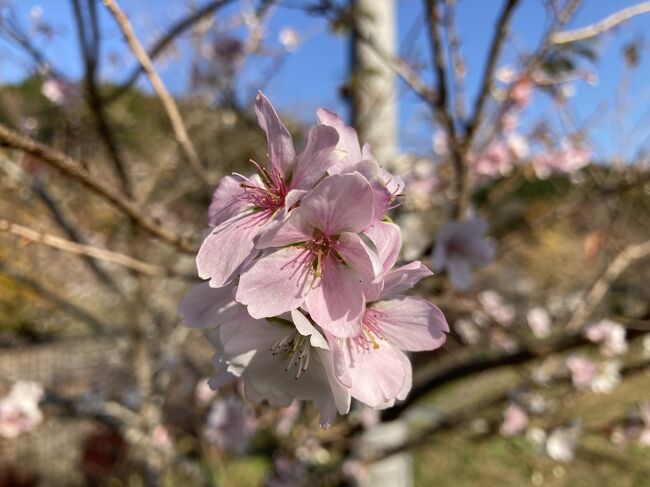香嵐渓の後に寄ったのは小原村の四季桜です。