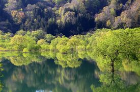◆幽玄の水鏡～白川ダム湖の水没林 ②