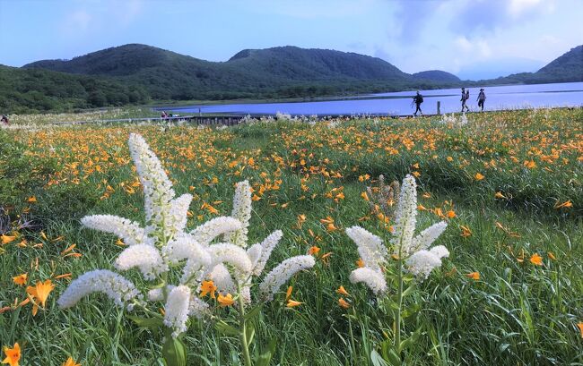 梅雨の花園ハイキング-白き妖精と山吹ラッパが彩る裏磐梯 雄国沼へ