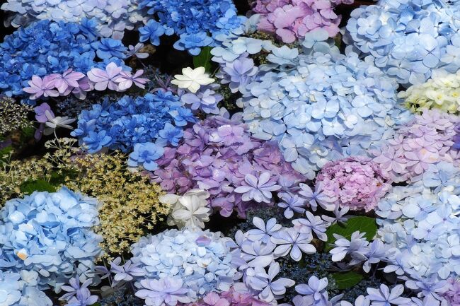 今年はアジサイも開花が早く、うかうかしていたら明月院は満開、長谷寺も見頃を迎えたとのこと。<br /><br />ほぼ毎年訪れている場所ではありますが、やはり開花状況を耳にするとなんとなくそわそわしてしまい、結局アジサイ見たさに今年も行ってしまいました。<br /><br />訪れたのは長谷周辺とピンポイントで明月院、花手水が話題になっている一条恵観山荘です。<br /><br />まずは早朝の由比ヶ浜から穴場の稲村ガ崎、長谷方面のあじさいの様子です。