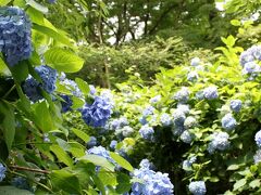 ピークを過ぎてもまだまだきれいなアジサイ　明月院・東慶寺