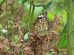2021森のさんぽ道で見られた蝶(30)ツマグロヒョウモン、ゴマダラチョウ、ルリタテハ、キチョウ、ツバメシジミ等