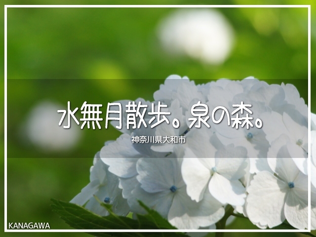 水無月散歩。泉の森。