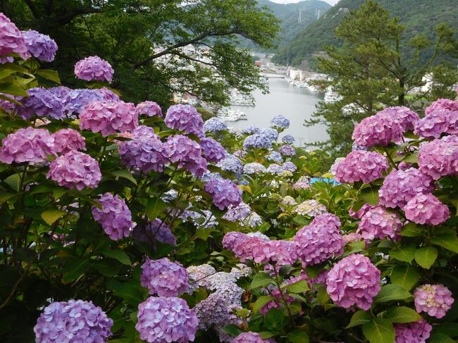 日本一の規模 15万株300万輪が咲き誇る「下田公園」の紫陽花を見に、下田に行ってきました。<br />踊り子号で伊豆急下田駅に到着後、ホテルの送迎バスで、「下田東急ホテル」へ。<br />ホテルから、ペリーロード経由で、下田公園の紫陽花を見てきました。<br />本当に圧巻の景色で、紫陽花の見頃の時期に見に行って良かったです。