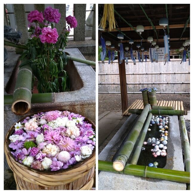 阪急沿線の高槻市駅近くにある野見神社の素敵な花手水を観に行きたいなぁ<br />と<br />ずっと思っていました<br />インスタとは何ぞやと理解も出来ずに四苦八苦しつつ<br />最近始めたインスタに石田花店さんから「いいね！」を頂いて<br />調べてみると<br />ボランティアで毎週野見神社に花手水を奉納されておられる花店でした。<br />コロナ禍でもあり出掛けられるチャンスを逃していて<br />老夫婦やっと二度のワクチン接種も済み<br />夫共々二回目は一回目以上の倦怠感が二日間も続きました<br />心配なのは公共交通機関でしたが心配するほどの乗車客でも無く<br />しっかり対策をし出掛けたのでした。<br /><br />が家を出るとポツポツと雨粒が・・・<br />念のため夫が大きな傘一本持って阪急電車に乗り込みました<br />桂辺りだったでしょうか結構きつい雨が降り続いていて<br />電車の中から「嫌やなぁ」と思いながらも<br />何故か根拠のない晴れ夫婦なのですが<br />雨はすっかり止み傘いらずの暑さ我慢の花見になりました。<br /><br /><br />