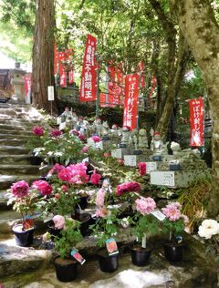 2021年4月　山口市龍蔵寺に牡丹を見に行きましたが、ちょっと見頃を過ぎていました。