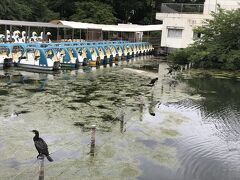 井の頭公園・カワウ