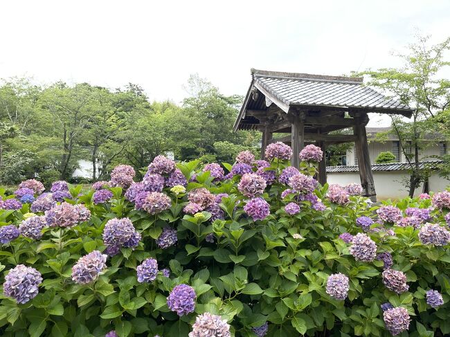 久しぶりに山陰を代表する紫陽花の美しい松江市に佇む月照寺の紫陽花を鑑賞に行きました。
