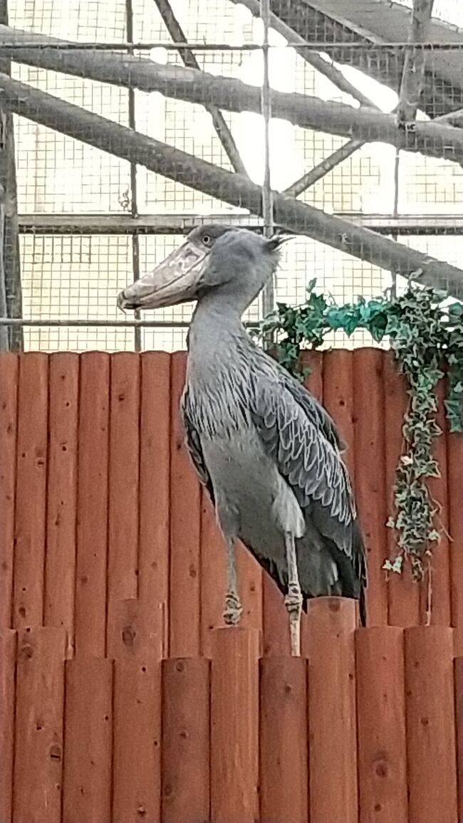 じゃらんポイントがプレゼントされたので、掛川花鳥園へ行ってきました。<br />５年ぶりくらいでしょうか？<br /><br />動かない鳥ハシビロコウの飛ぶ姿を、初めて見れて感動しました。<br />