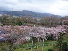 手宮公園の桜