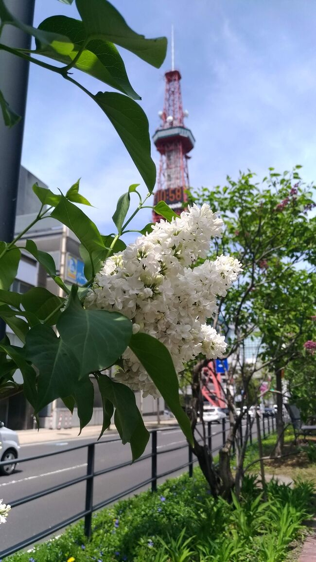 札幌街歩き