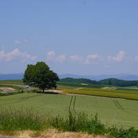 ペンション ケンとメリーに関する旅行記 ブログ フォートラベル 美瑛 びえい