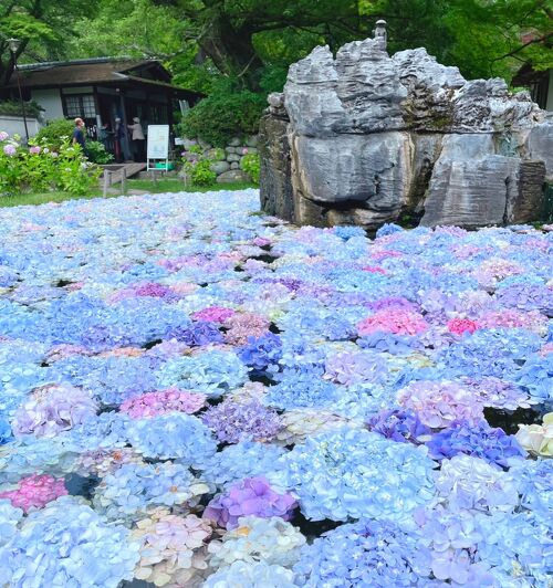池に浮かんだ紫陽花『#あじさいうかべ』に魅かれて久安寺へ』大阪の