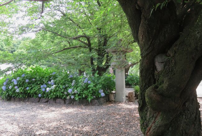 愛知県護国神社と名古屋城跡のアジサイの紹介です。名古屋では、桜の名所としても知られる愛知県護国神社ですが、境内のアジサイの花もなかなか見応えがあります。長い間手入れされていない、名古屋城跡の外堀通りのアジサイも紹介します。